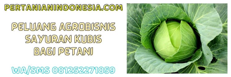 peluang,bisnis,agrobisnis,agribisnis,sayuran kubis